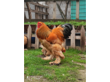 Sarı Siyah Kolombian yumurta