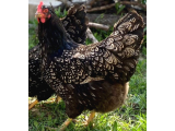 Barnevelder yumurta