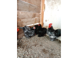 Porselen black blackmodlet kuluçkalık yumurta bulunur