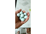Etlik Teksas Bıldırcını ve Coledon Bıldırcını yumurtası 