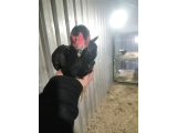 1+1 ko shoma genç takım