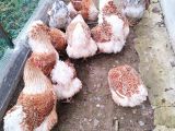 SPLAŞH WYANDOTTE YUMURTA SİPARİŞİ ALIYORUM