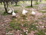  kaz yumurtası kuluçkalık 