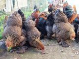 GOLD BRAHMA YUMURTA SİPARİŞİ ALIYORUM