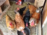 Türken kel boyun yumurtası