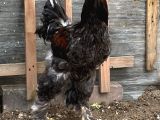 Sağlıklı Genç 10 Aylık Brahma Horozlar 