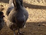 Ameraucana mavi yumurtacı civciv 
