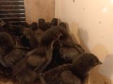 AUSTRALORP 2 haftalık 