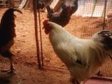 Layt brahma Süsex kırması