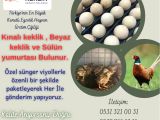 DÖL GARANTİLİ KINALI KEKLİK , BEYAZ KEKLİK VE SÜLÜN YUMURTASI BULUNUR!!!!!