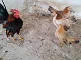 Malezya serama kuluçkalık yumurta