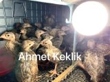 KINALI VE BEYAZ KEKLİK YAVRUSU