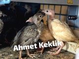 KINALI KEKLİK ve BEYAZ KEKLİK YAVRUSU BULUNUR !!!