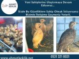 KINALI VE BEYAZ KEKLİK YAVRUSU