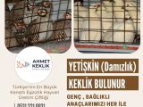 KINALI KEKLİK VE BEYAZ KEKLİK YETİŞKİN ANAÇ