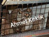 KINALI KEKLİK YETİŞKİN VE YAVRU BULUNUR
