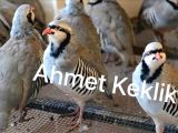 KINALI KEKLİK YETİŞKİN VE YAVRU