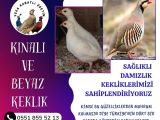 KINALI KEKLİK ve BEYAZ KEKLİK