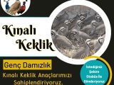 DAMIZLIK KINALI KEKLİK ANAÇ