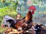 Porselen ve Black Modlet Ligorin kuluçkalık yumurta 