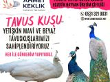 MAVİ TAVUS KUŞU VE BEYAZ TAVUS KUŞU