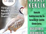 YUMURTLAR DURUMDA KINALI KEKLİK