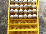 KULUÇKALIK ÖRDEK YUMURTASI
