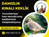 DAMIZLIK KINALI KEKLİK
