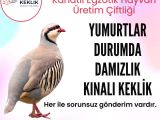 YUMURTLAR DURUMDA KINALI KEKLİK