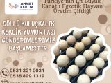 DÖLLÜ KULUÇKALIK KEKLİK YUMURTASI