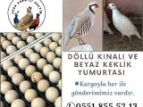 KULUÇKALIK KINALI KEKLİK , BEYAZ KEKLİK YUMURTASI