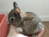 Milk Chocolate Safkan Sevimli Hollanda Cüce Tavşan Yavruları (Netherland Dwarf)