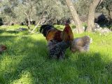 Üst düzey anaç Dark-Gold-Goldblue Partridge Brahma Horoz ve Tavuklar