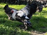 Üst düzey Dark brahma anaçlarıma ait Kuluçkalık Yumurta