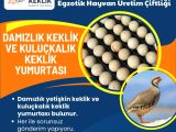 DAMIZLIK KEKLİK VE KULUÇKALIK KEKLİK YUMURTASI