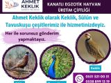 KEKLİK, SÜLÜN, TAVUSKUŞU