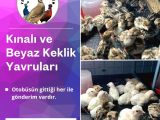 KINALI KEKLİK VE BEYAZ KEKLİK YAVRUSU
