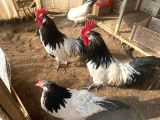 Lakenvelder kuluçkalık yumurta