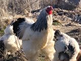 Layt brahma kulucgalık yumurta
