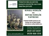 KINALI VE BEYAZ KEKLİK YAVRUSU