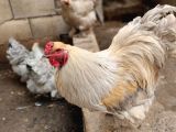 İzbel Brahma yumurta  vardır