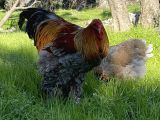 Gold blue partridge Brahma kuluçkalık yumurta