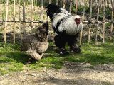 Üst düzey genç Dark(Silver) Brahma horoz