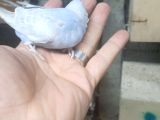 Konuşturmalik muhabbet bebekler 