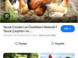 Tavuk ariyorum yer tunceli kargo ile gonderen olursa ozelden yazssin