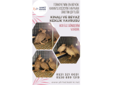 KINALI KEKLİK VE BEYAZ KEKLİK YAVRUSU