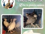 KINALI VE BEYAZ KEKLİK YAVRULARI