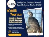 KINALI KEKLİK VE BEYAZ KEKLİK YAVRUSU