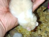 Teddy Özel tür hamster