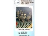 KINALI KEKLİK PALAZI !!!